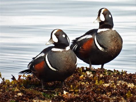 Wildlife photos: A harlequin duck is photographed at Little Island Park ...