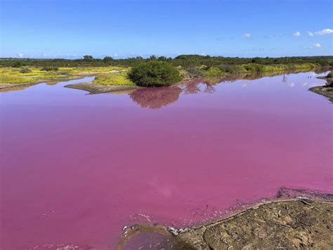Wildlife refuge pond in Hawaii mysteriously turns bright pink. Drought may be to blame.