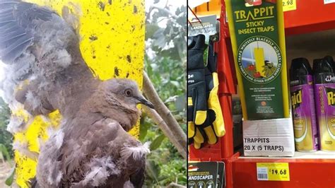 Wildlife rescuers demand Bunnings, online shops stop selling glue …