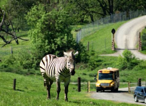 Wildlife Safari: Amazing - See 760 traveller reviews, 889 candid photos, and great deals for Winston, OR, at Tripadvisor.. 