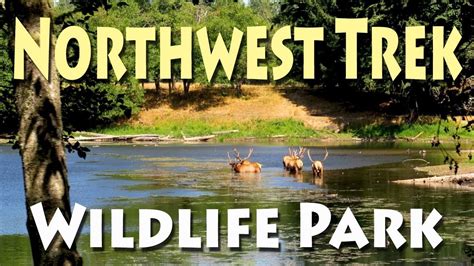 Wildlife trek wa. Northwest Trek Wildlife Park: Relaxing Animal Experience - See 495 traveler reviews, 488 candid photos, and great deals for Eatonville, WA, at Tripadvisor. 