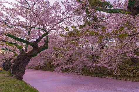 Will A Cherry Blossom Tree Grow In Florida