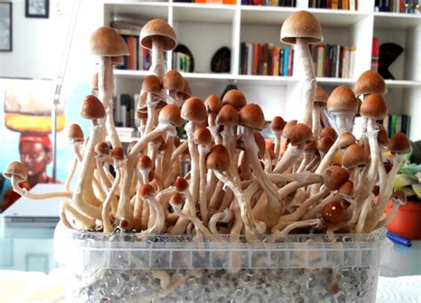 Will California Be the First State to Legalize Psilocybin Mushrooms?