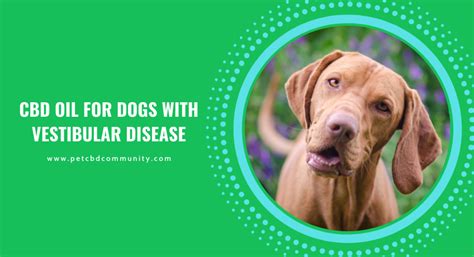 Will Cbd Oil Help Dogs With Vestibular Disease