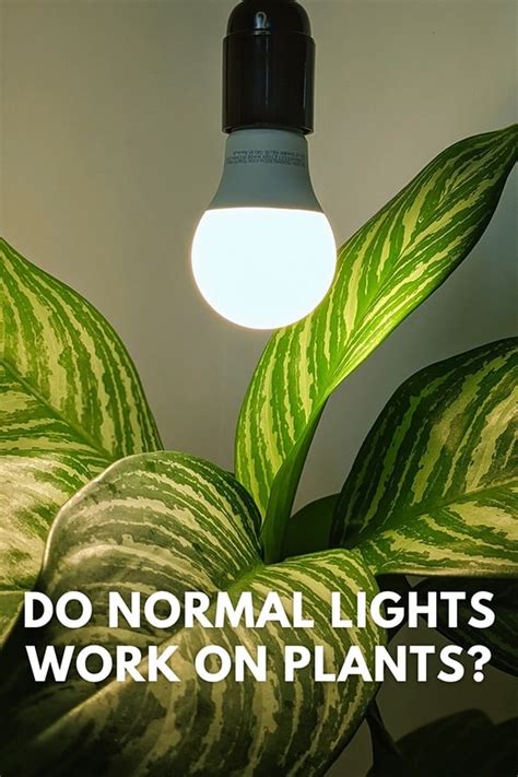 Will House Plants Grow Under Normal LED Light? - Plant …