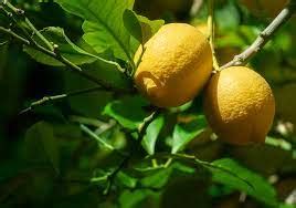 Will Lemons Ripen Off Tree - Houzz