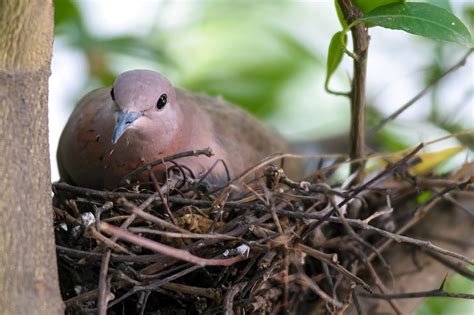 Will Miles and Mona Mourning Dove return to Los Gatos home next year?