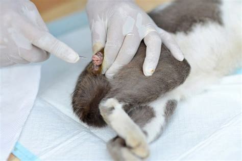 Will Neutering a Cat Calm Him Down? Vet Reviewed Pros & Cons