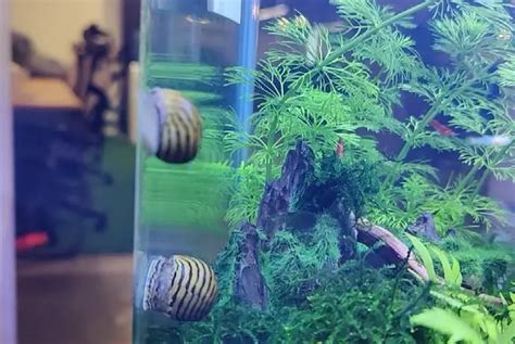 Will Snails Eat Fish Eggs? Read This First! - For Fish Lovers