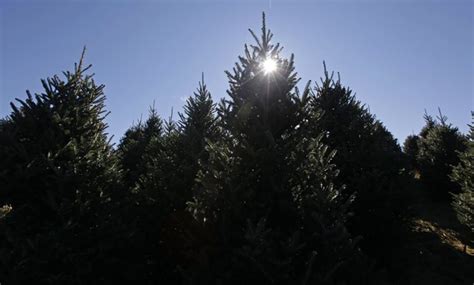 Will Texas Christmas trees be affected by 2023's extreme weather?