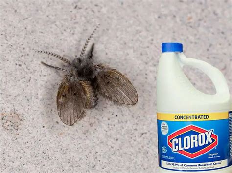 Will bleach kill drain flies. May 4, 2023 · Baking Soda, Salt, and Vinegar. As most handy homeowners know, baking soda and vinegar are powerful DIY cleaners. To get rid of drain flies, make a solution of: 1/2 cup of baking soda. 1/2 cup salt. 1 cup of vinegar. Pour the solution down the drain, let it sit overnight, and then wash it away with boiling water. 