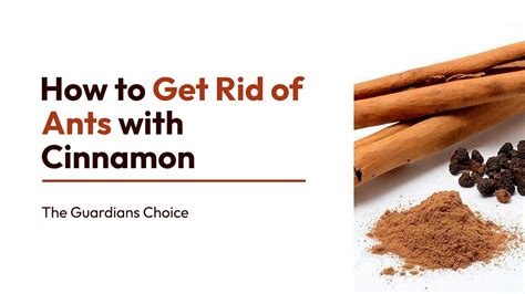 Will cinnamon kill ants. Earthy mounds around the plants. 3. Pale and drooping plants. 4. Presence of aphids, whiteflies, and mealybugs. Tips to remove ants in the marijuana garden. Apply cinnamon, cayenne, or ground coffee. Buy some cornmeal. Get rid of aphids and whiteflies. 