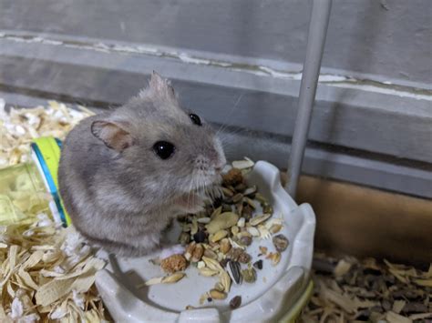 Will my hamster die with too much bedding? : …