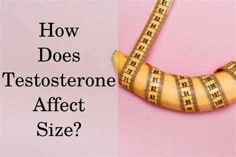 Will testosterone increase the size of a male penis? - Drugs.com