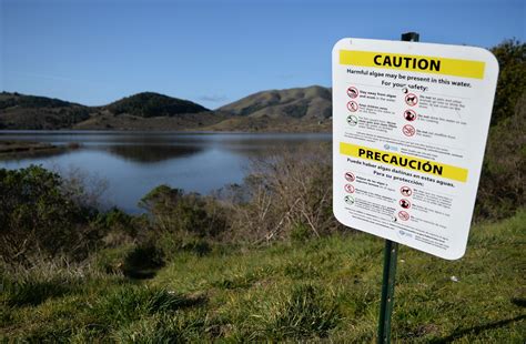 Will this winter’s megastorms end the Bay Area’s toxic algae problem?