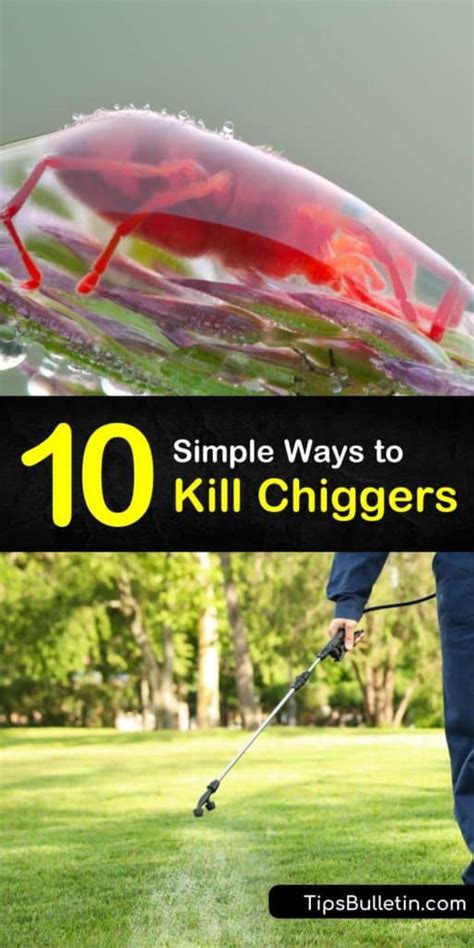 Will vinegar kill chiggers. Vinegar is acidic and will eventually kill most broadleaf weeds, but the acid will kill the leaves before reaching the root system, and the weeds may grow back quickly. For longer-lasting removal ... 