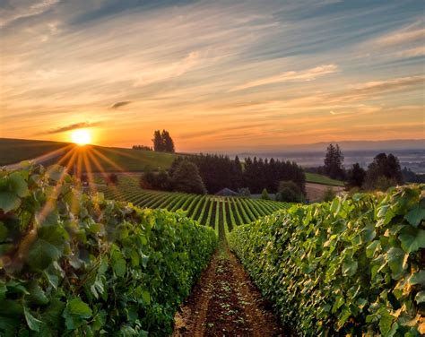 Willamette Valley Vineyards Announces Annual Cash Dividend for Series A Redeemable Preferred Stock (NASDAQ: WVVIP) SALEM, Ore. , Nov. 3, 2022 /PRNewswire/ -- Willamette Valley Vineyards (NASDAQ:WVVI), a leading Oregon producer of Pinot Noir, declared a cash dividend of $.22 per share on its Series A Redeemable Pre... 1 year ago - PRNewsWire.