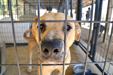 Williamson County Regional Animal Shelter holding adoption event through July 4