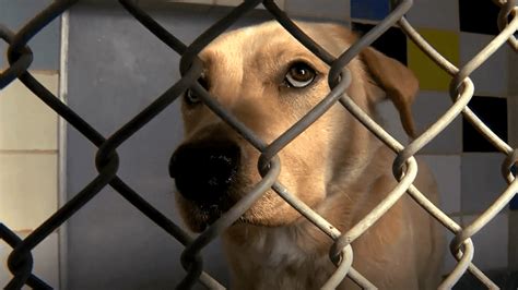 Williamson County looks at animal shelter expansion with Georgetown