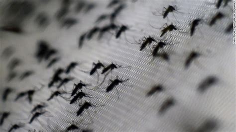 Williamson County reports 5th West Nile virus-positive trap of 2023