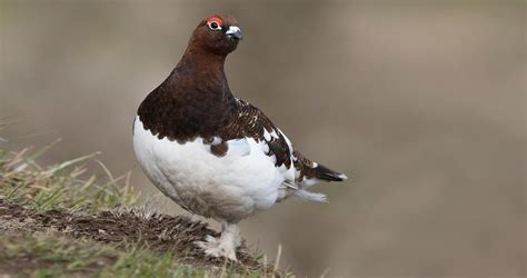 Willow Ptarmigan Sounds - All About Birds