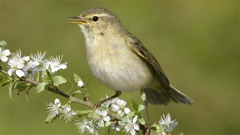 Willow Warbler/Chiff Chaff BirdForum