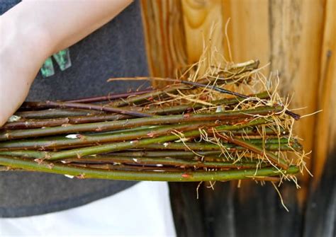 Willow trees having branches to pull immediately after