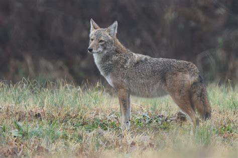 Willowbrook Wildlife Center Living With Coyotes