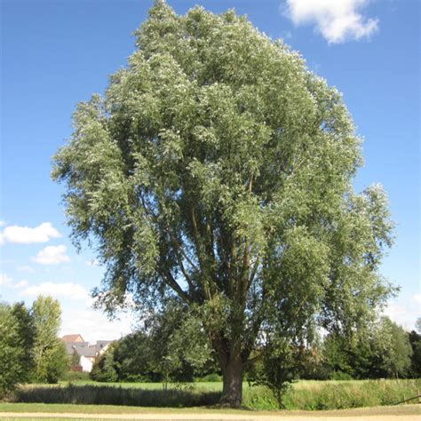Willows Tree Guide UK Willow trees identification. 