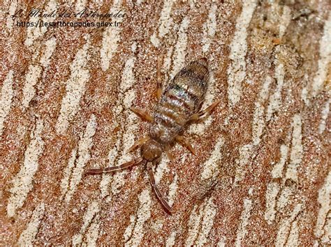 Willowsia nigromaculata (Lubbock & J 1873) - Encyclopedia of Life