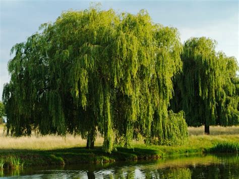 Willowtrie. Willow Tree Varieties and Cultivars. There are over 400 cultivars of Willow trees in the Salix genus. Some willows grow close to the ground, less than 6 centimeters above the soil, while others stretch to 70 feet in height. The most popular Willow cultivars, though, are the Weeping Willow Tree and the Willow Hybrid. Weeping Willows 