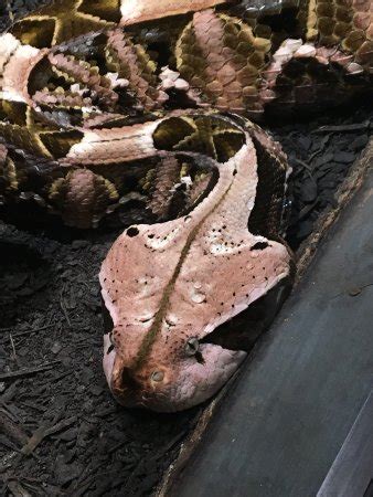 Cape Fear Serpentarium: Must like snakes - See 417 traveler reviews, 253 candid photos, and great deals for Wilmington, NC, at Tripadvisor.. 
