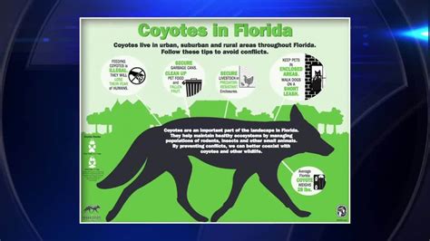 Wilton Manors PD, FWC release tips on how to handle coyotes after recent signings
