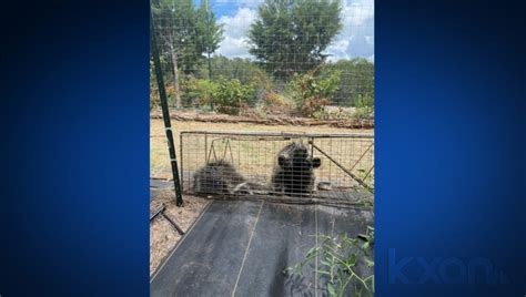 Wimberley farmer catches two porcupines that were eating his crop