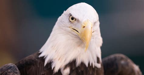 Wind energy company kills 150 bald eagles in US, pleads …