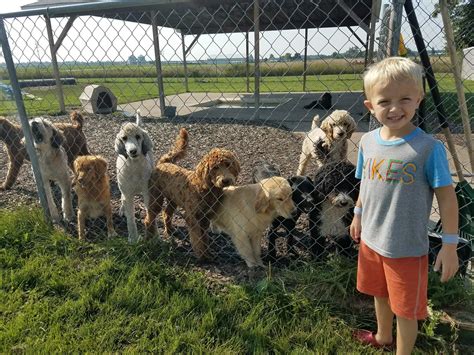 Reviews on Dog Kennel in Owosso, MI 48867 - Caraway Kennels, Granny's Pet Care, Wag'n Tails Pet Resort, Windmere Kennels, Best Friends Pet Hotel