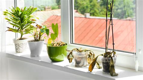 Windowsill Onlyfans Leak