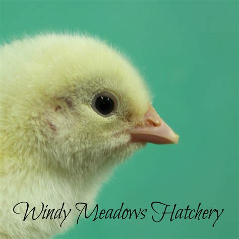 Windy meadows hatchery. This is the day the Lord has made; We will rejoice and be glad in it. Psalm 118:24 