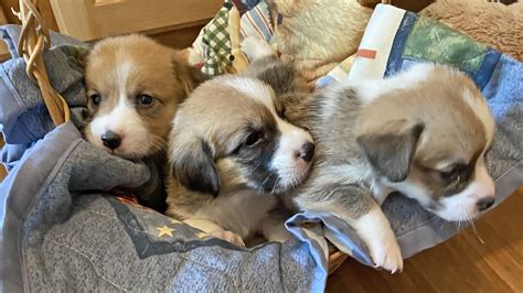 Windy Mountain Corgis. 12-week-old Pembroke Welsh Corgi pups with tails were sired by Winston They were born on April 30th, 2023. ... Windy Mountain Kennels Sandra .... 