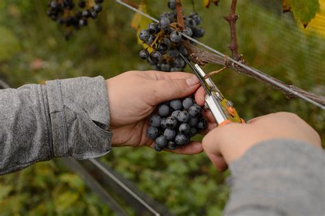 Wine growers in Maryland eligible for $1 million in grants