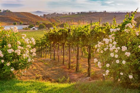 Wine tours temecula. Typical Temecula Valley wine tour route: 09.00-09.30am – Pickup. 10.30am – Churon winery. 11.15am – Bel Vino winery. 12.00pm – Gourmet restaurant lunch at Falkner winery (Pinnacle restaurant) 02.15pm – Ponte Family Estate winery. 03.00pm – Monte De … 