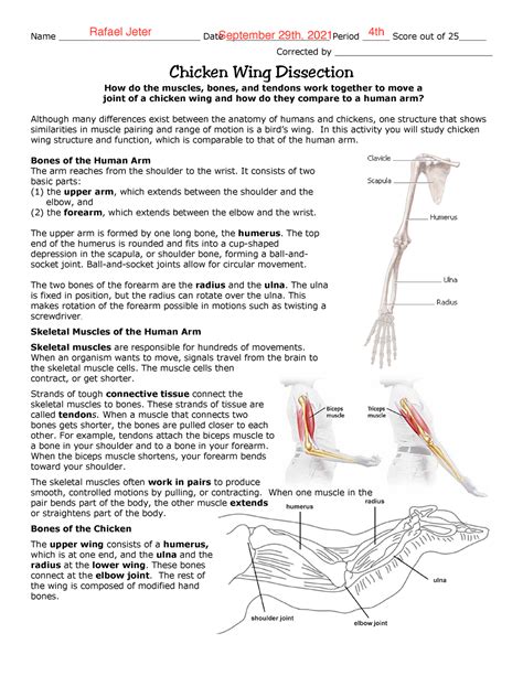 Wing Dissection Answer Chicken Sheet