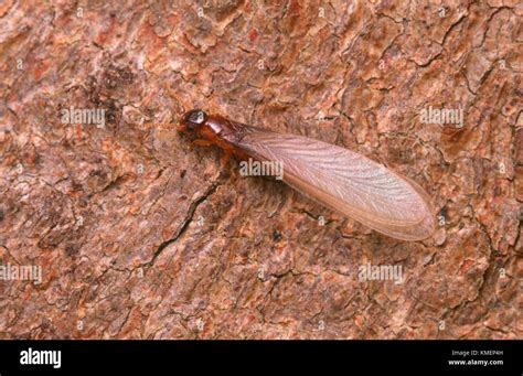 Winged Termites Pictures, Images and Stock Photos