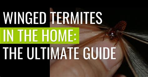 Winged Termites in the Home: The Ultimate Guide Pest Resources