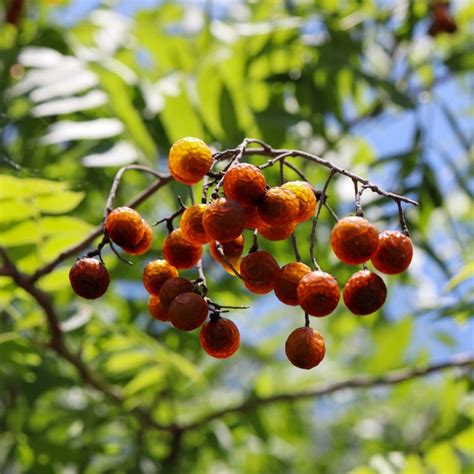 Wingleaf soapberry tree.  Common names include rocky mountain maple, [4] wingleaf soap...
