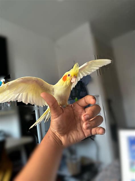 Wings of doom. Cockatiel showing off his wings. #cockatiel …