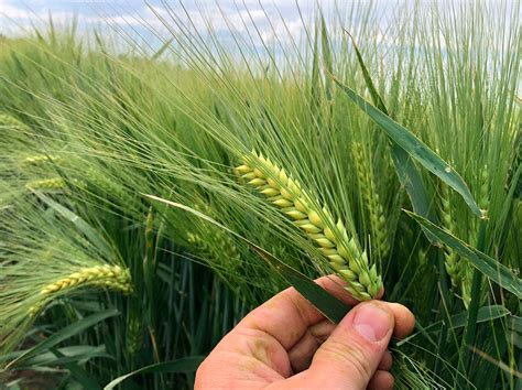 Winter Barley Seed - Stamp Seeds