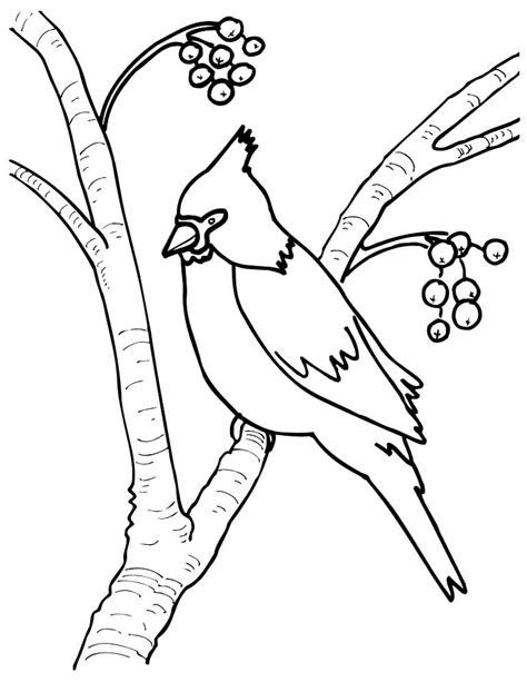 Winter Cardinal Coloring Page