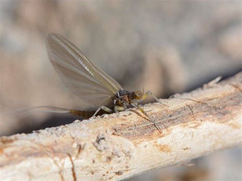 Winter Fly Fishing Bug Guide The Catch and The Hatch