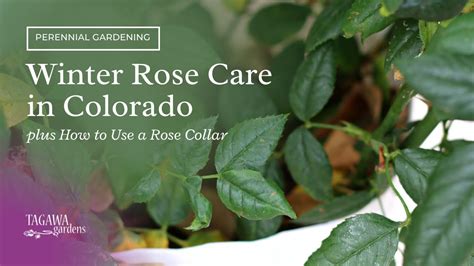 Winter Rose Care in Colorado + How to Use a Rose Collar